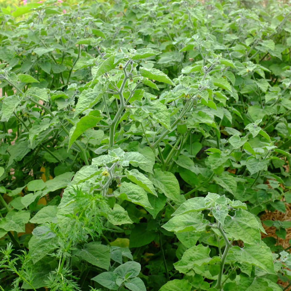 la-bo-te-graines-physalis-peruviana-graines-l-gumes-bio image 3