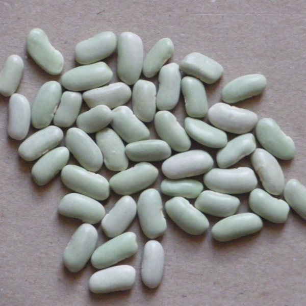 la-bo-te-graines-haricot-flageolet-de-touraine-graines-bio image 1