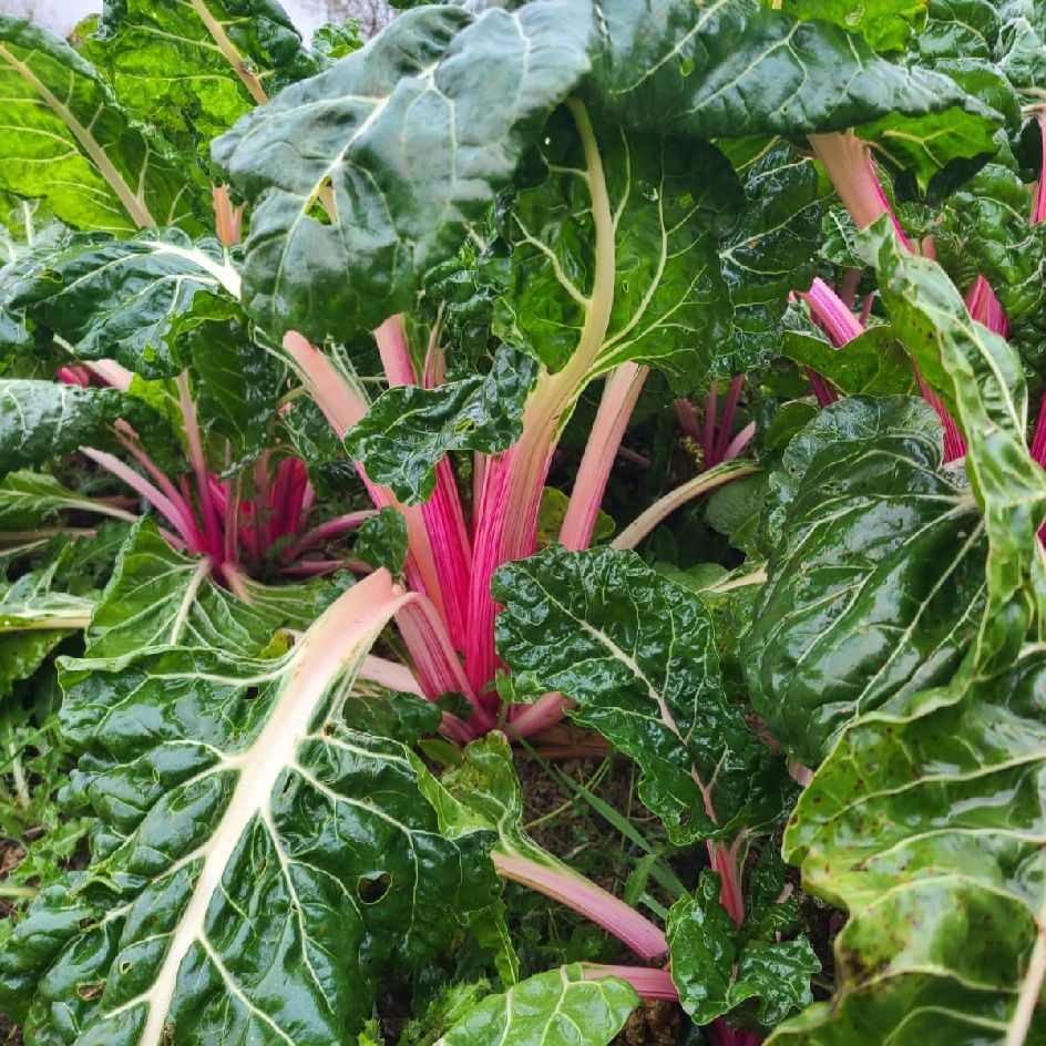 la-bo-te-graines-peppermint-graines-poir-e-bio-rose image 3