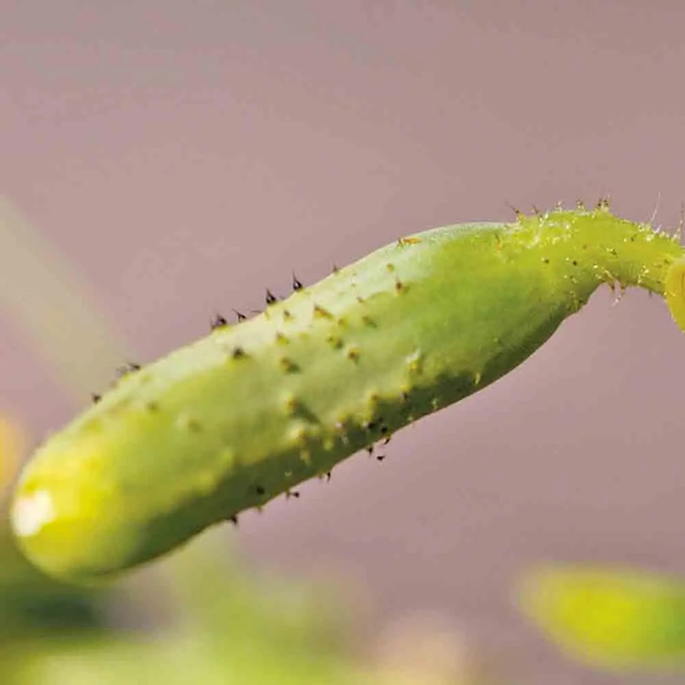 ferme-de-sainte-marthe-cornichon-vert-fin-de-meaux-plant-bio-pr-coce image 2