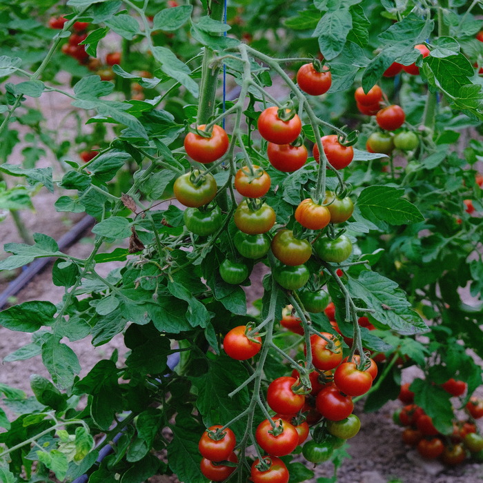 les-semences-de-l-ombelle-tomate-d-lice-du-jardinier-graines-bio-cerise image 2