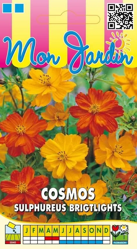 graines-bocquet-cosmos-sulphureus-brightlights-graines-fleurs-1-g image 1