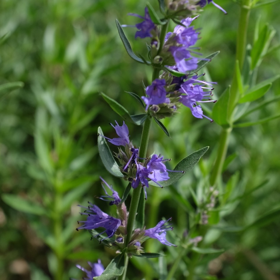 la-bo-te-graines-hysope-bio-graines-aromatiques-vivace image 3