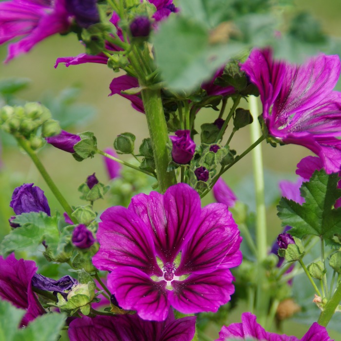 les-semences-de-l-ombelle-mauve-de-mauritanie-graines-bio image 2