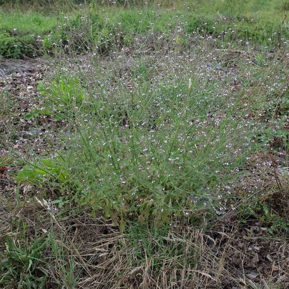 la-bo-te-graines-verveine-officinale-graines-bio image 3