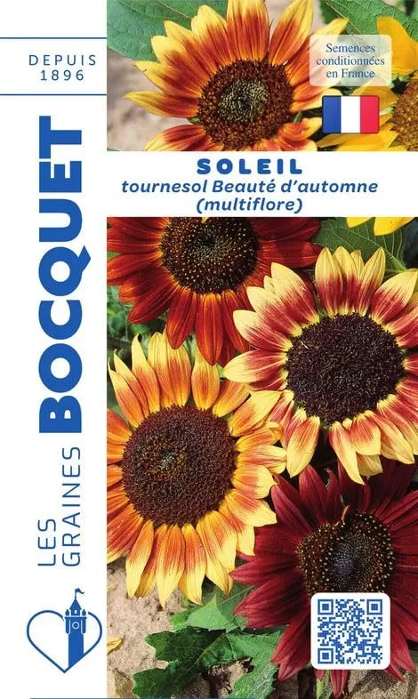 graines-bocquet-tournesol-beaut-d-automne-graines-fleurs-3-g image 1