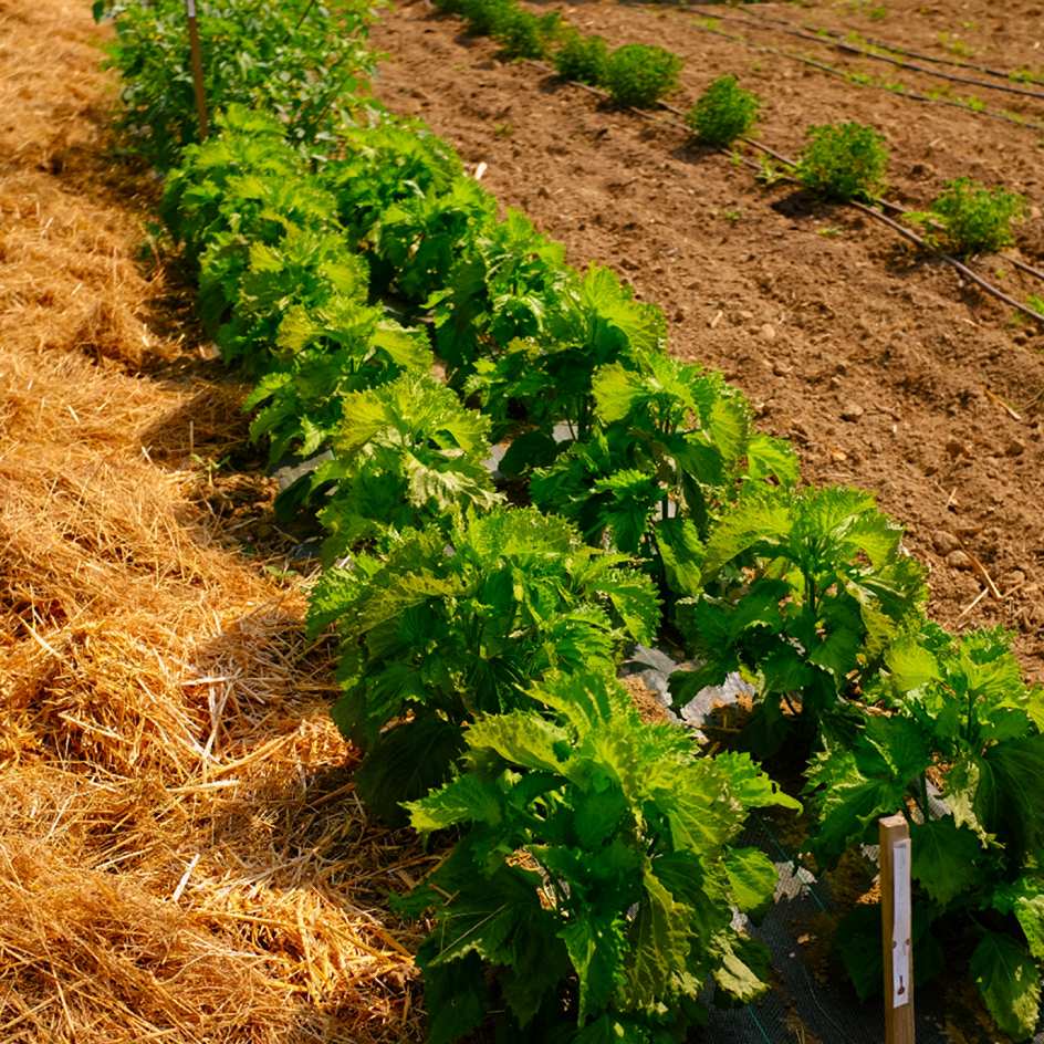 la-bo-te-graines-perilla-crispa-vert-bio-graines-aromatiques-bio image 2