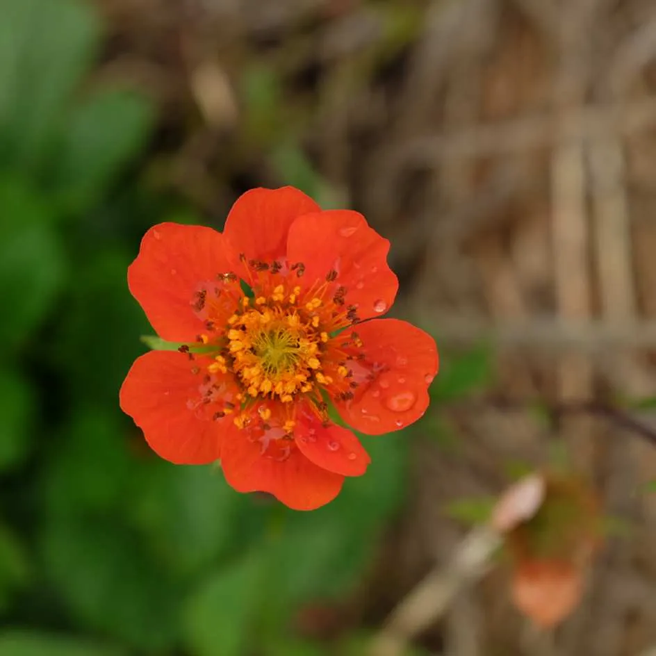la-bo-te-graines-graines-fleurs-geum-coccineum-koi-sachet-bio-vivace image 1