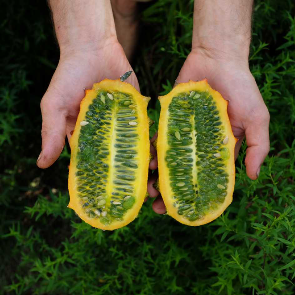 la-bo-te-graines-kiwano-bio-graines-fruit-exotique-vitamine-c image 2