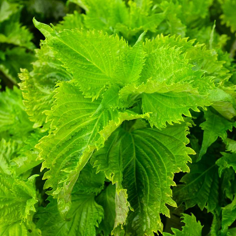 la-bo-te-graines-perilla-crispa-vert-bio-graines-aromatiques-bio image 1