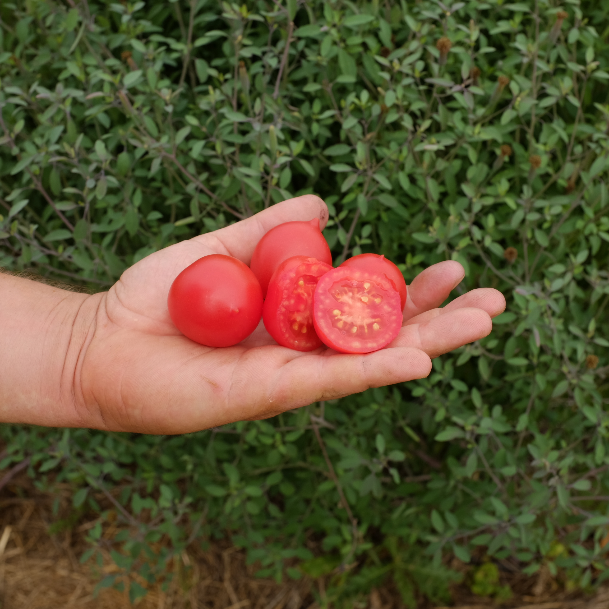 la-bo-te-graines-tomate-geranium-kiss-bio-graines-pot image 3