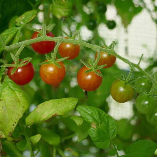 la-bo-te-graines-tomate-petit-moineau-bio-graines-groseille-sucr-e image 1