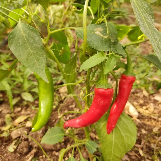 les-semences-de-l-ombelle-cayenne-graines-piment-bio-fort image 1