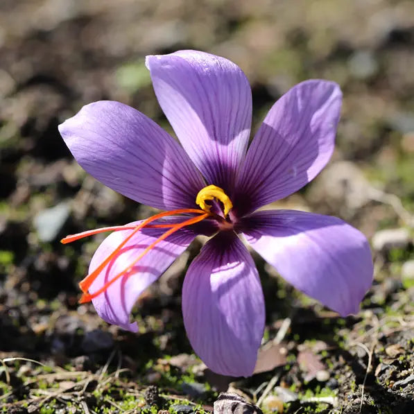 ferme-de-sainte-marthe-crocus-sativus-bulbe-safran-ab-lot image 1