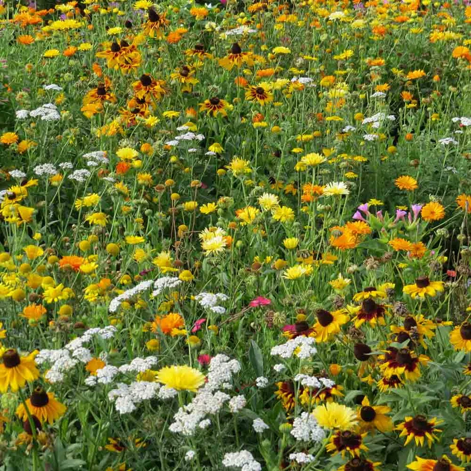 ferme-de-sainte-marthe-m-lange-fleuri-graines-fleurs-rustiques image 1