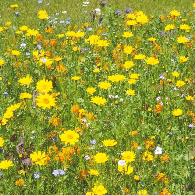 ferme-de-sainte-marthe-vivaces-graines-fleurs-oiseaux-18-esp-ces image 1