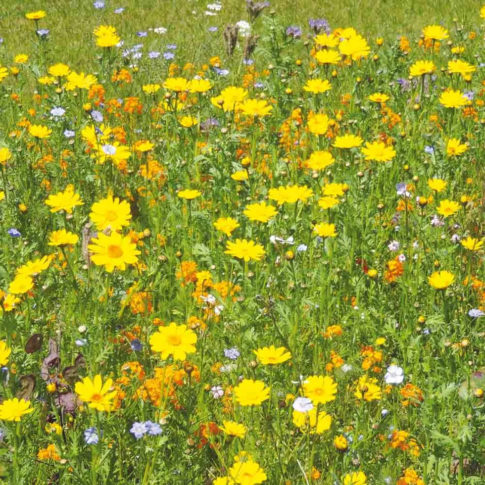 ferme-de-sainte-marthe-vivaces-graines-fleurs-oiseaux-18-esp-ces image 1