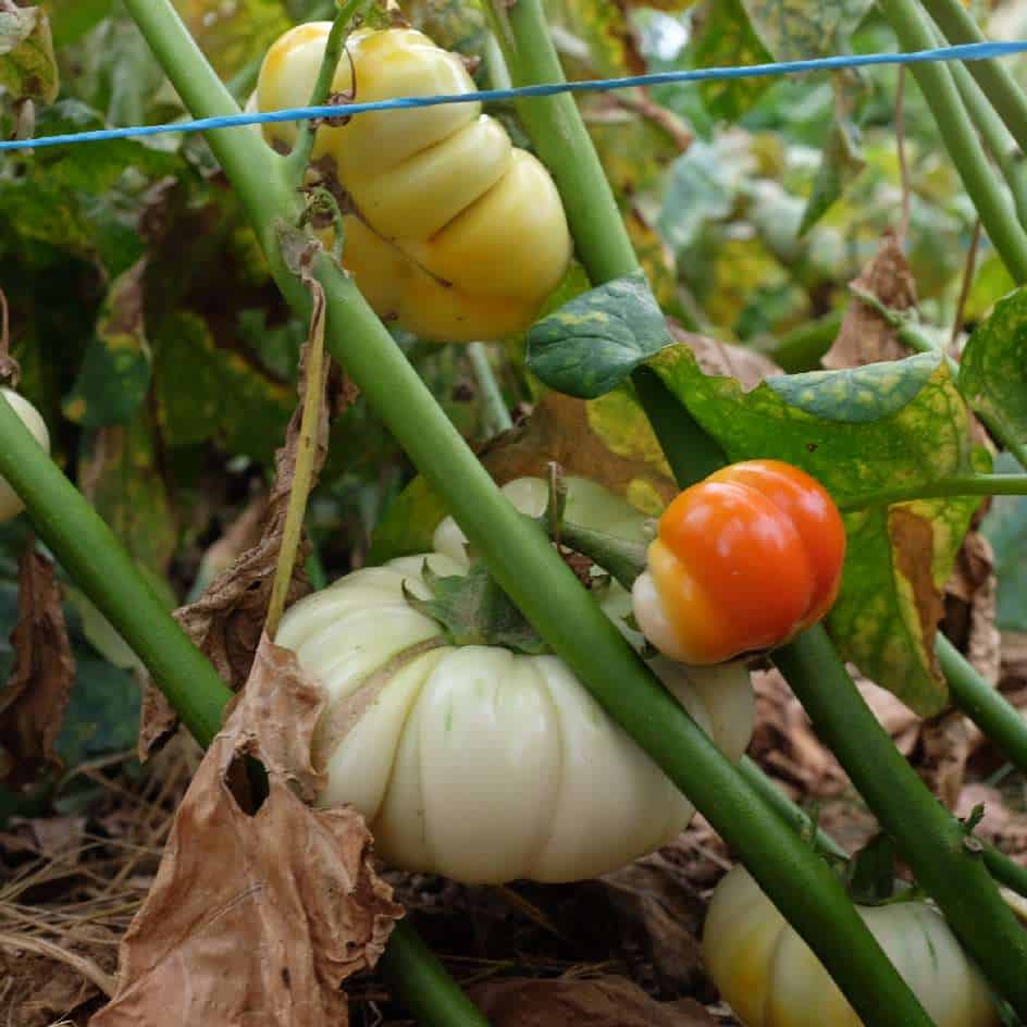 la-bo-te-graines-aubergine-africaine-meketan-bio-graines-potager image 3