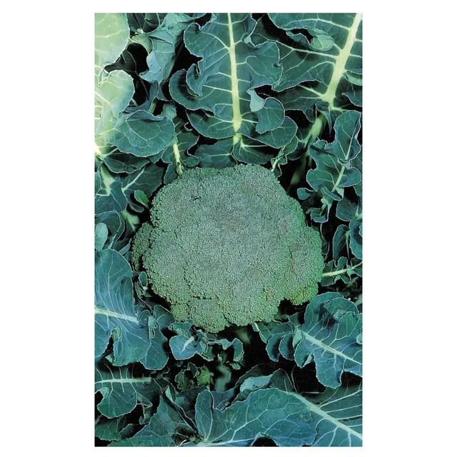 graines-bocquet-chou-brocoli-marathon-f1-graines-0-2-g-vert image 1