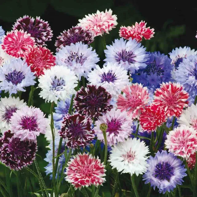 ferme-de-sainte-marthe-centaur-e-vari-e-graines-de-fleurs-bio image 1