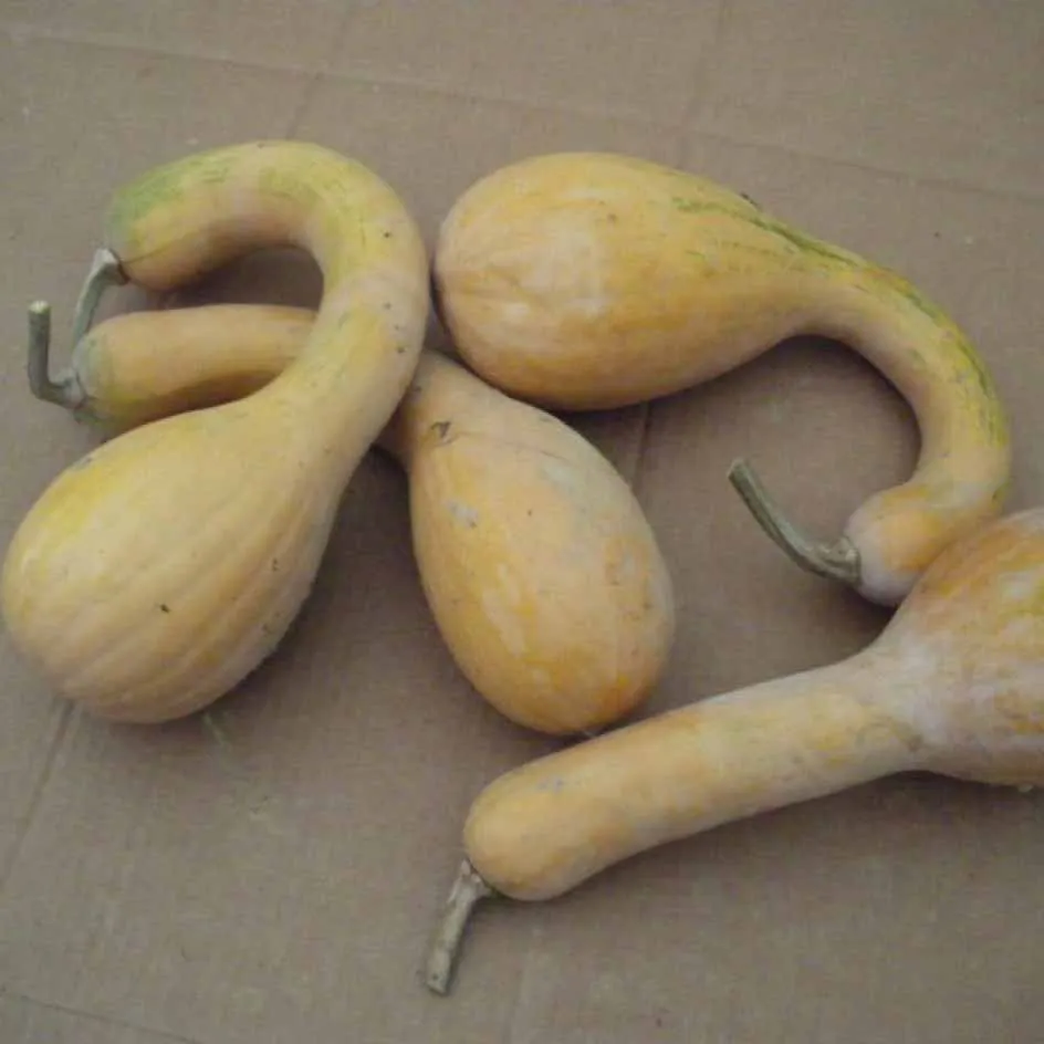 la-bo-te-graines-courge-longue-de-nice-graines-bio-musqu-e image 1