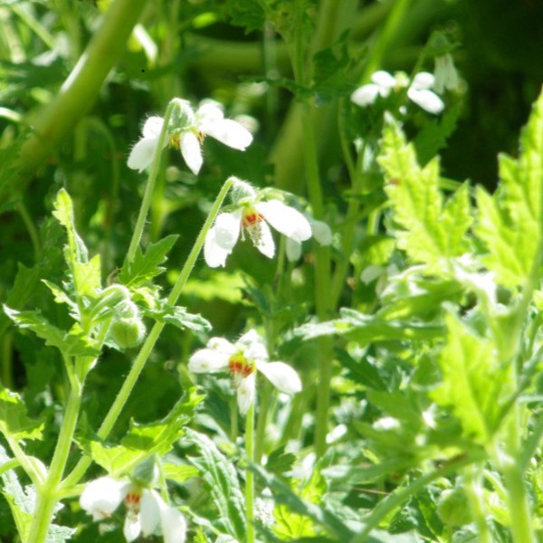 la-bo-te-graines-blumenbachia-insignis-bio-graines-fleurs-blanches image 2