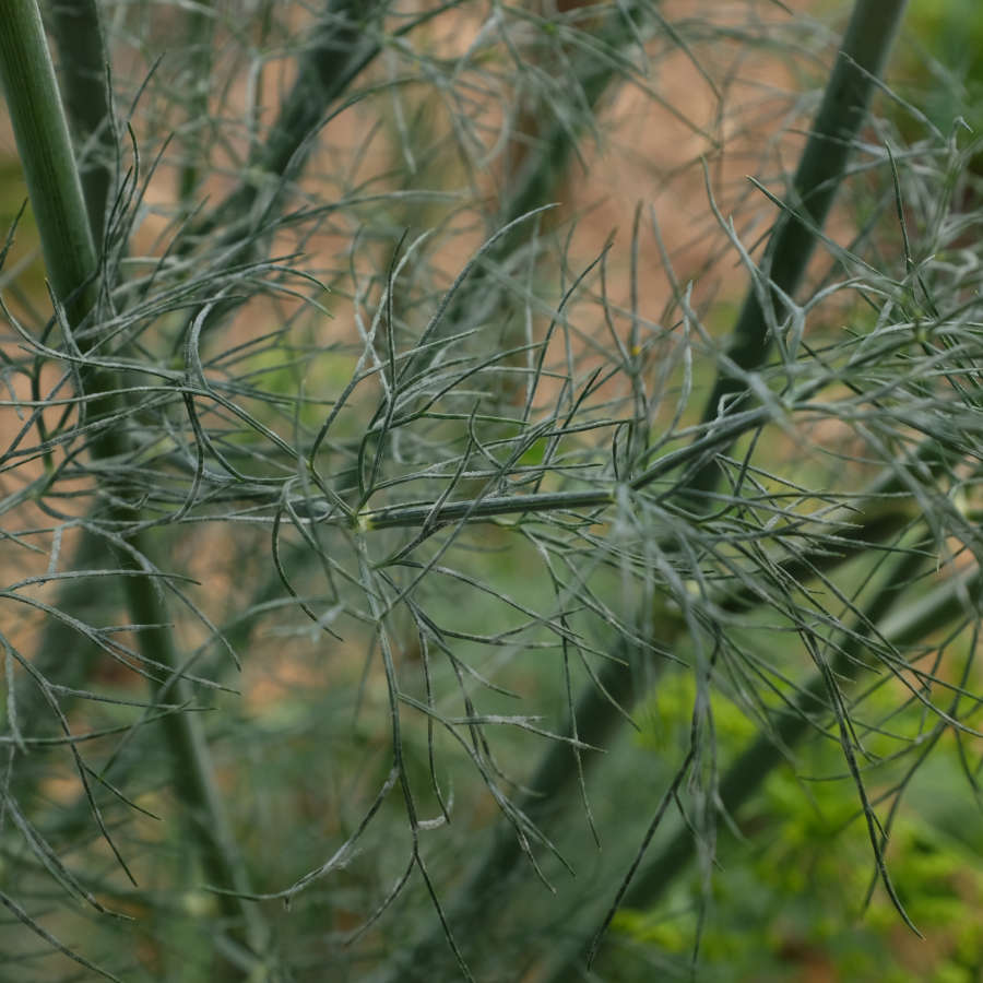 la-bo-te-graines-aneth-graines-aromatiques-bio-condiment image 3