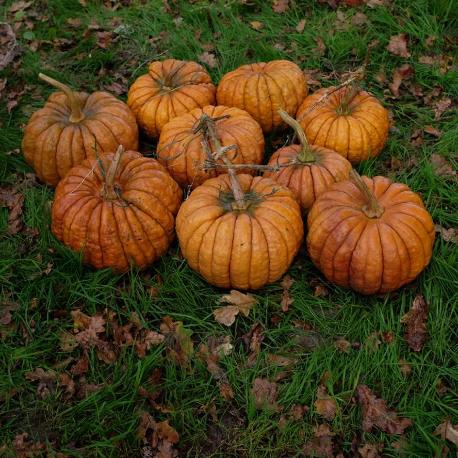 la-bo-te-graines-courge-futsu-black-bio-graines-musqu-e image 2