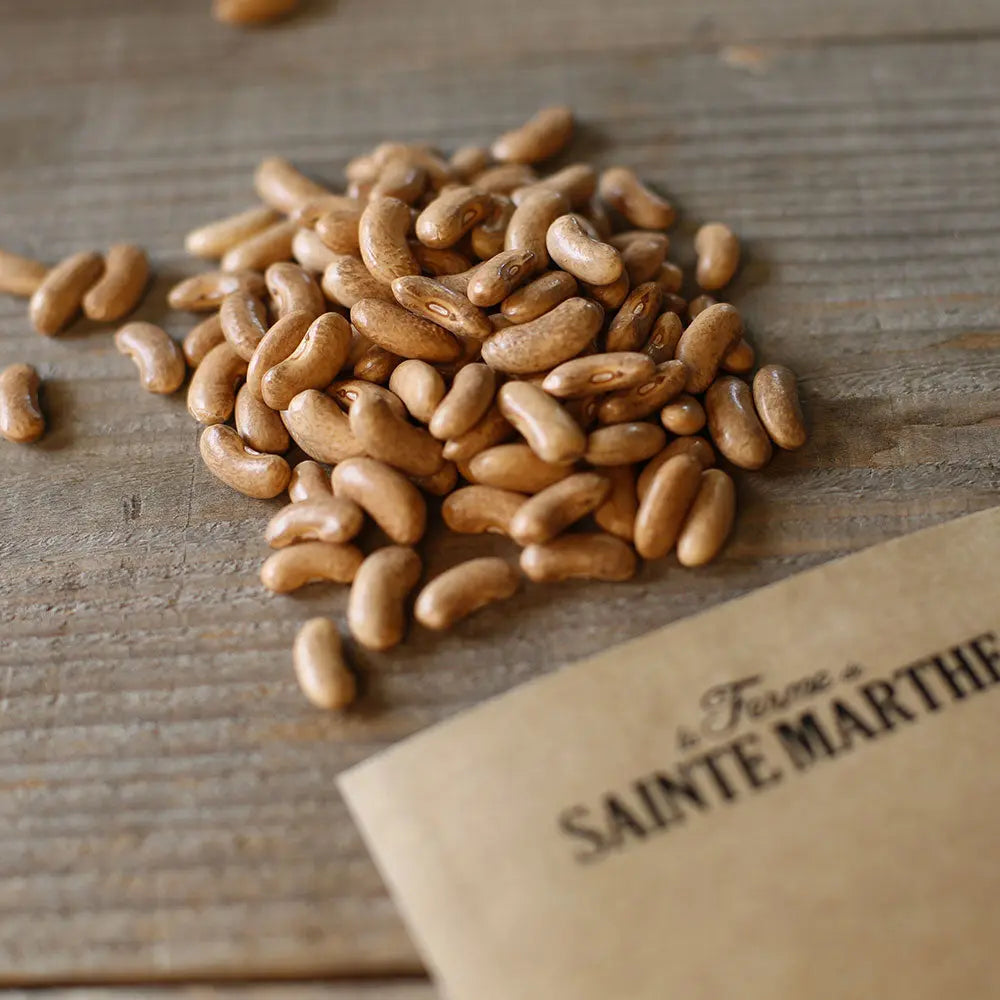 ferme-de-sainte-marthe-haricot-nain-contender-graines-potag-res-bio image 2