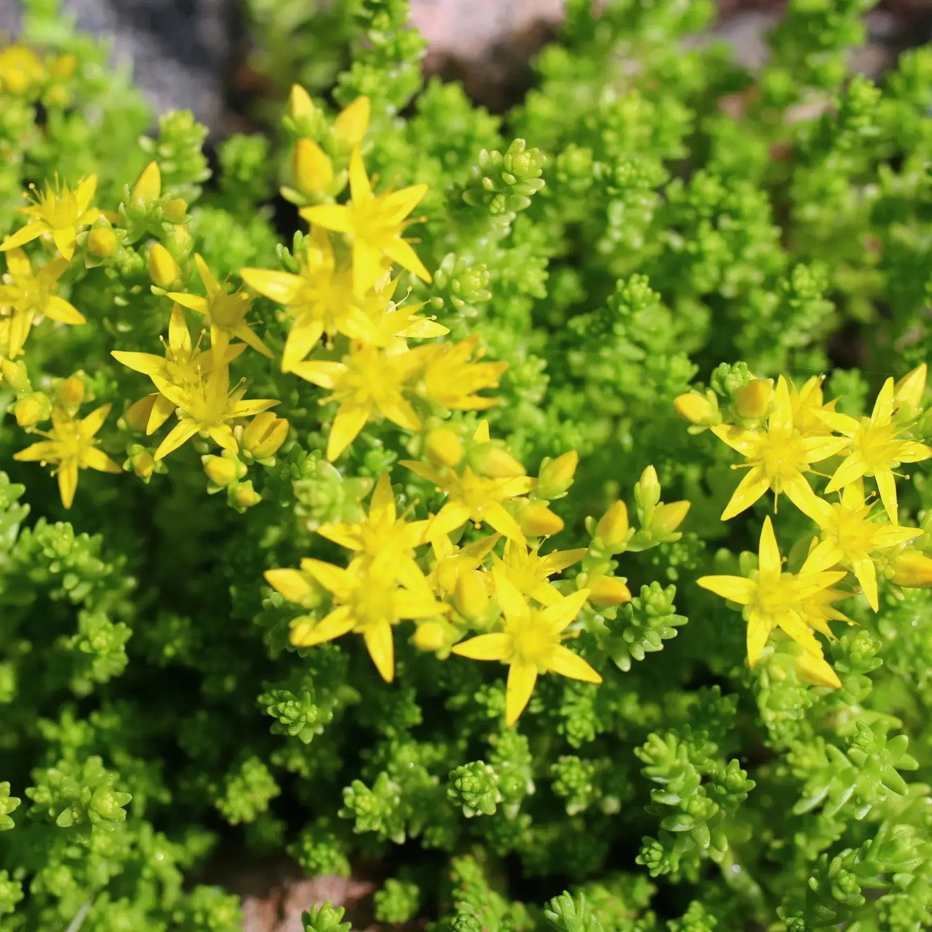 ferme-de-sainte-marthe-sedum-acre-poivre-des-murailles-plant-bio image 2