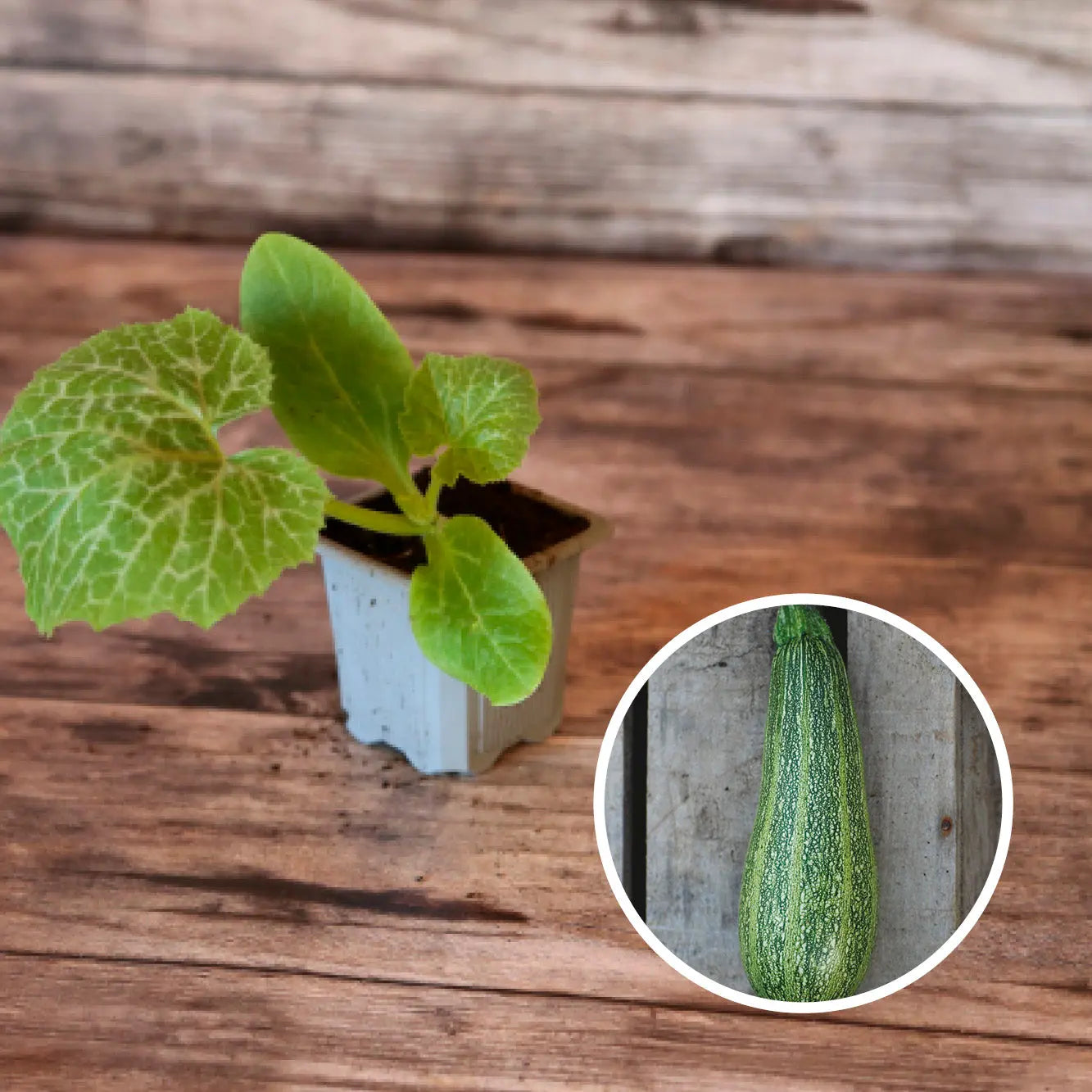 ferme-de-sainte-marthe-grisette-de-provence-plant-courgette-bio-pr-coce image 1