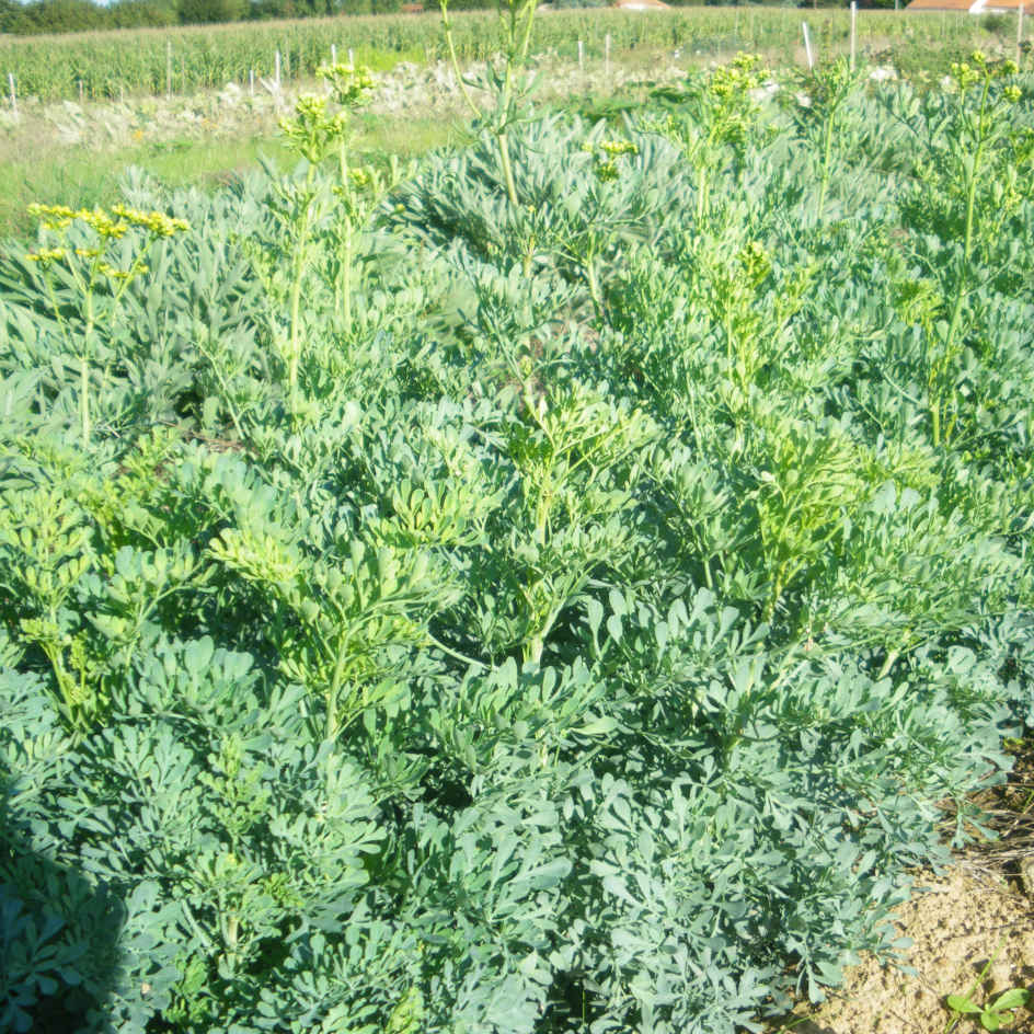 la-bo-te-graines-rue-officinale-bio-graines-aromatique-toxique image 4
