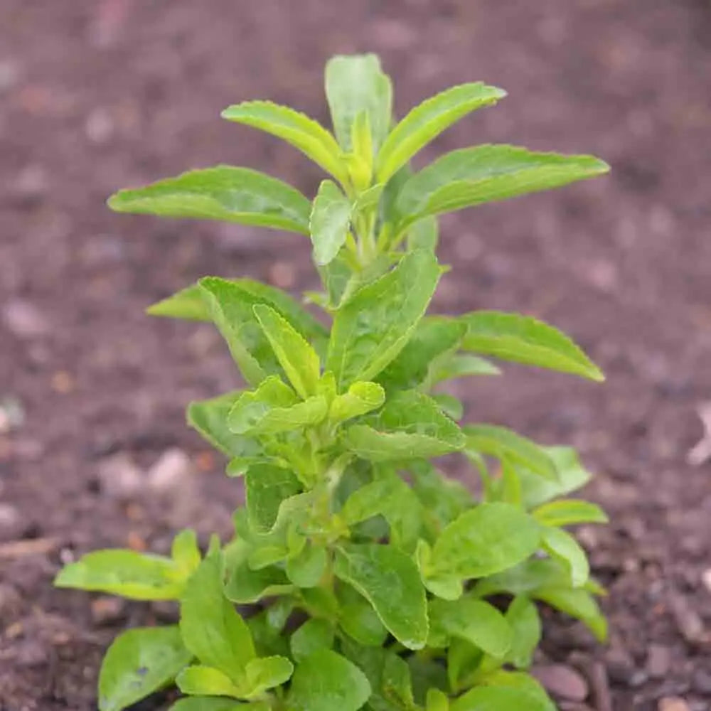 ferme-de-sainte-marthe-stevia-rebaudiana-graines-aromatiques-sachet-sucr-e image 1