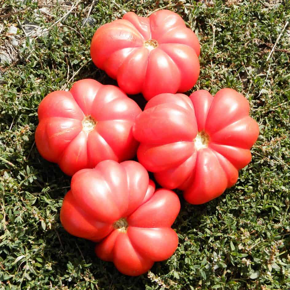 la-bo-te-graines-tomate-costoluto-genovese-graines-bio-chair image 1