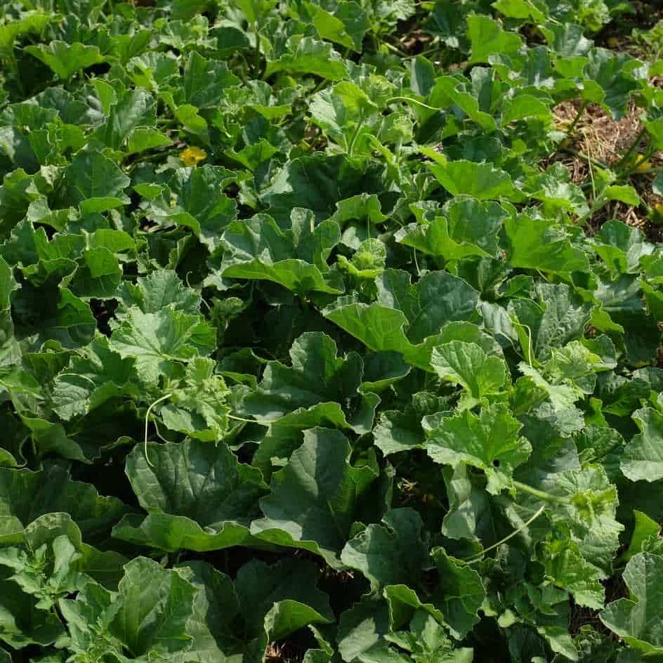 la-bo-te-graines-melon-piel-de-sapo-bio-graines-potager-de-garde image 3