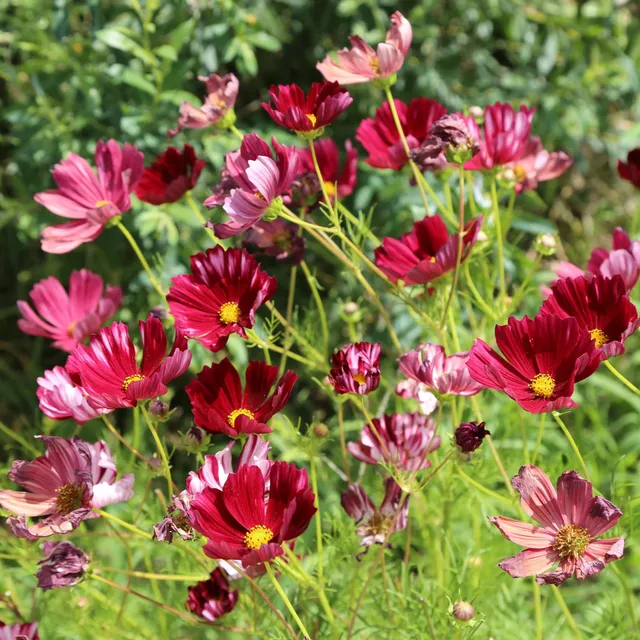 ferme-de-sainte-marthe-cosmos-velouette-graines-fleurs-bio-mellif-re image 1