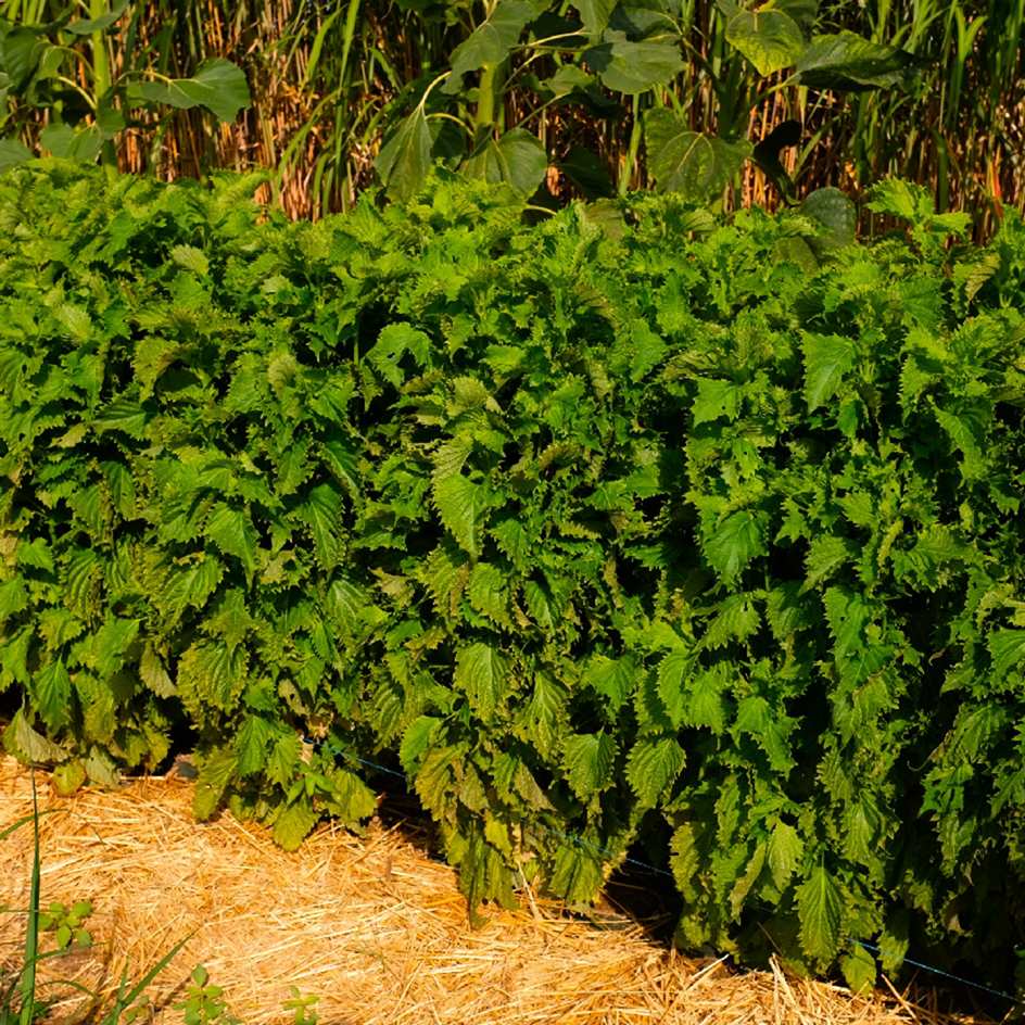 la-bo-te-graines-perilla-crispa-vert-bio-graines-aromatiques-bio image 3