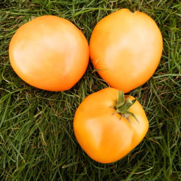 la-bo-te-graines-graines-l-gumes-coeur-de-boeuf-orange-bio image 1