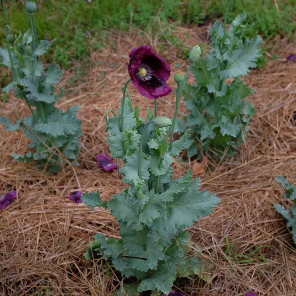 la-bo-te-graines-graines-fleurs-pavot-lauren-s-grape-bio-violet image 2