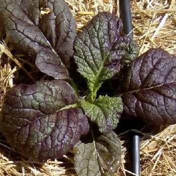 la-bo-te-graines-moutarde-red-giant-graines-bio-piquante image 1