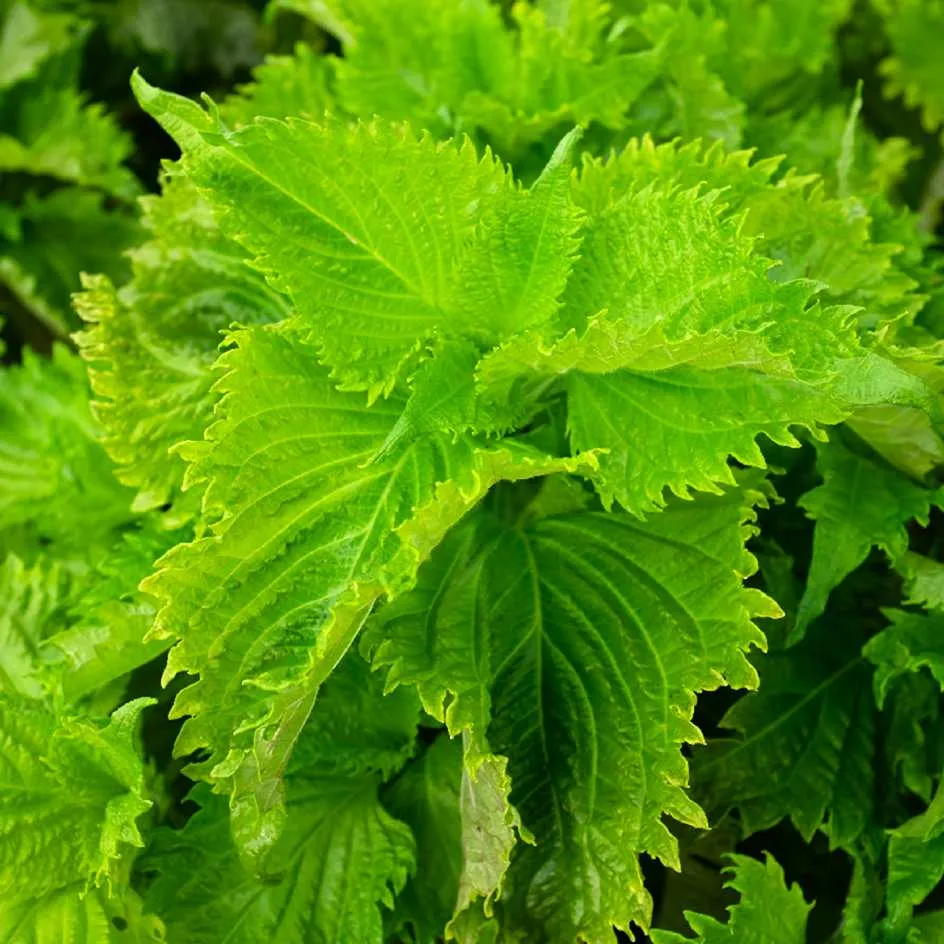 la-bo-te-graines-perilla-crispa-vert-bio-graines-aromatiques-bio image 1