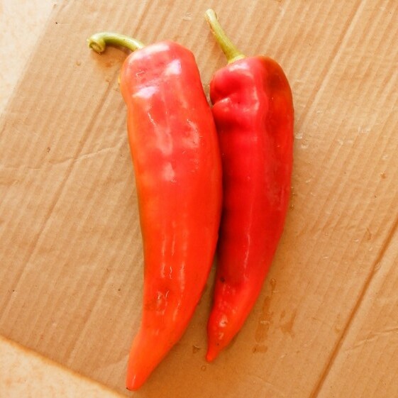 la-bo-te-graines-corne-de-taureau-graines-poivron-rouge-bio image 1