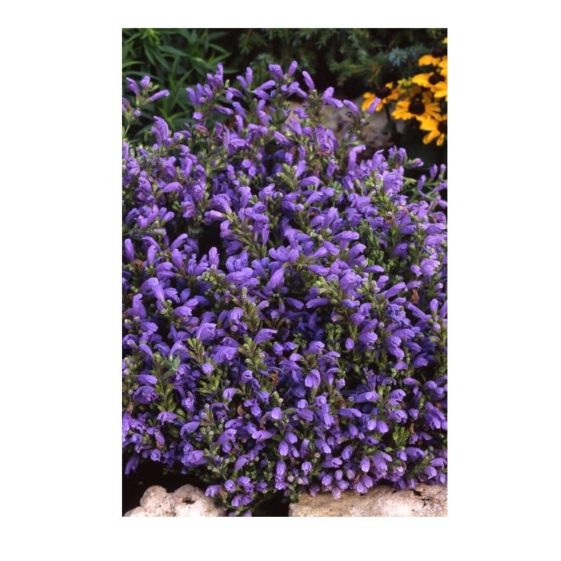 graines-bocquet-m-lisse-de-moldavie-graines-0-5g-tisane image 1