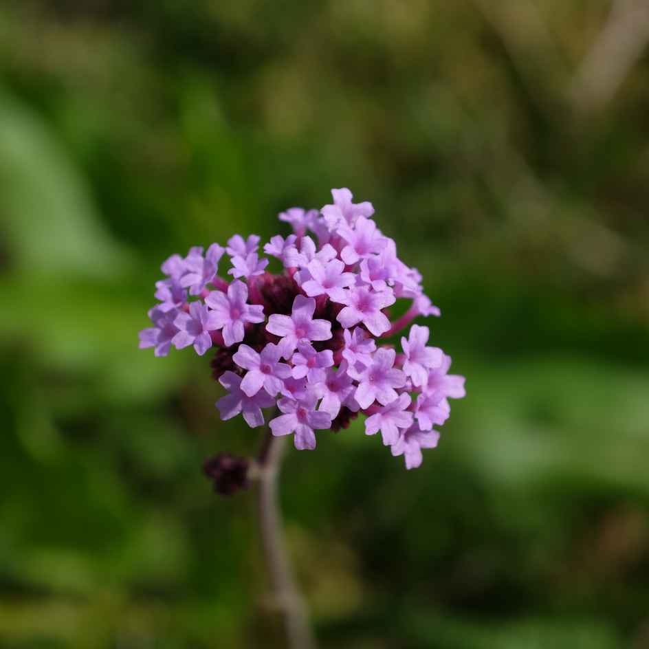 la-bo-te-graines-verveine-de-buenos-aires-graines-vivace-violette image 3