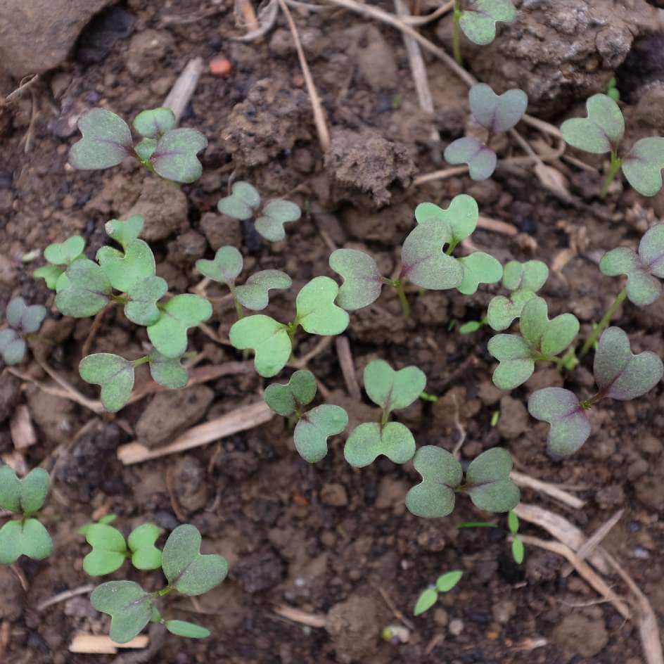 la-bo-te-graines-moutarde-golden-frills-graines-l-gumes-bio image 2