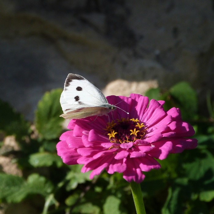 les-semences-de-l-ombelle-zinnia-en-m-lange-bio-graines image 4
