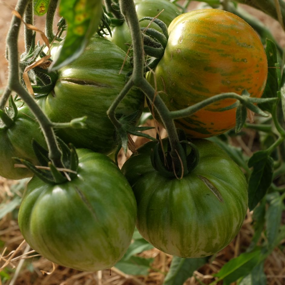 la-bo-te-graines-tomate-copia-graines-bio-beefsteak-douce image 4