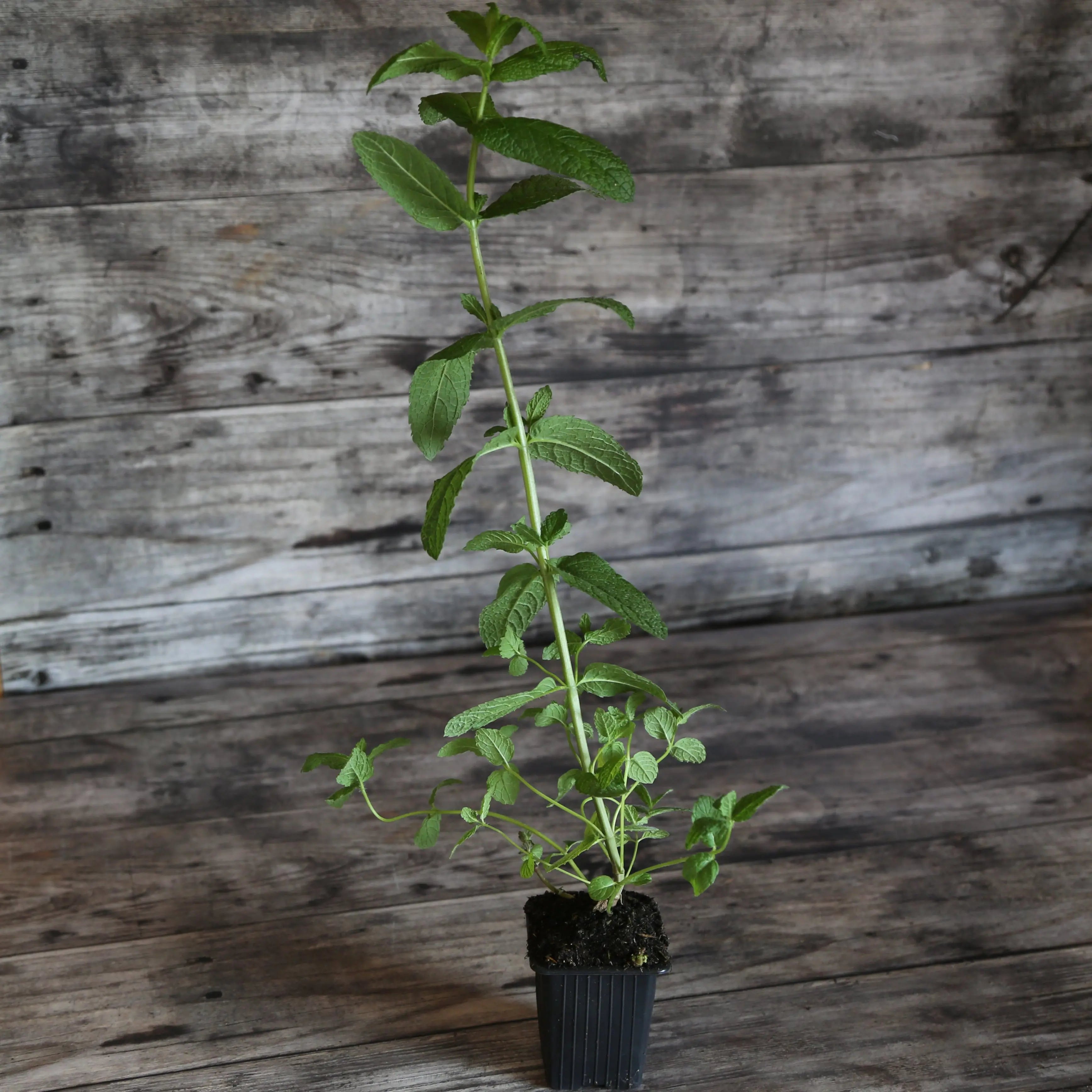 ferme-de-sainte-marthe-s-lection-menthes-l-eau-plants-aromatiques-bio image 2