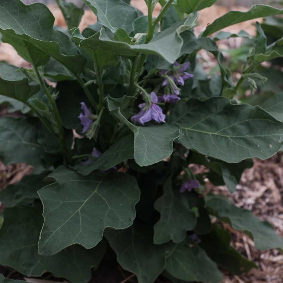 la-bo-te-graines-blanche-ronde-aubergine-bio-en-pot image 2