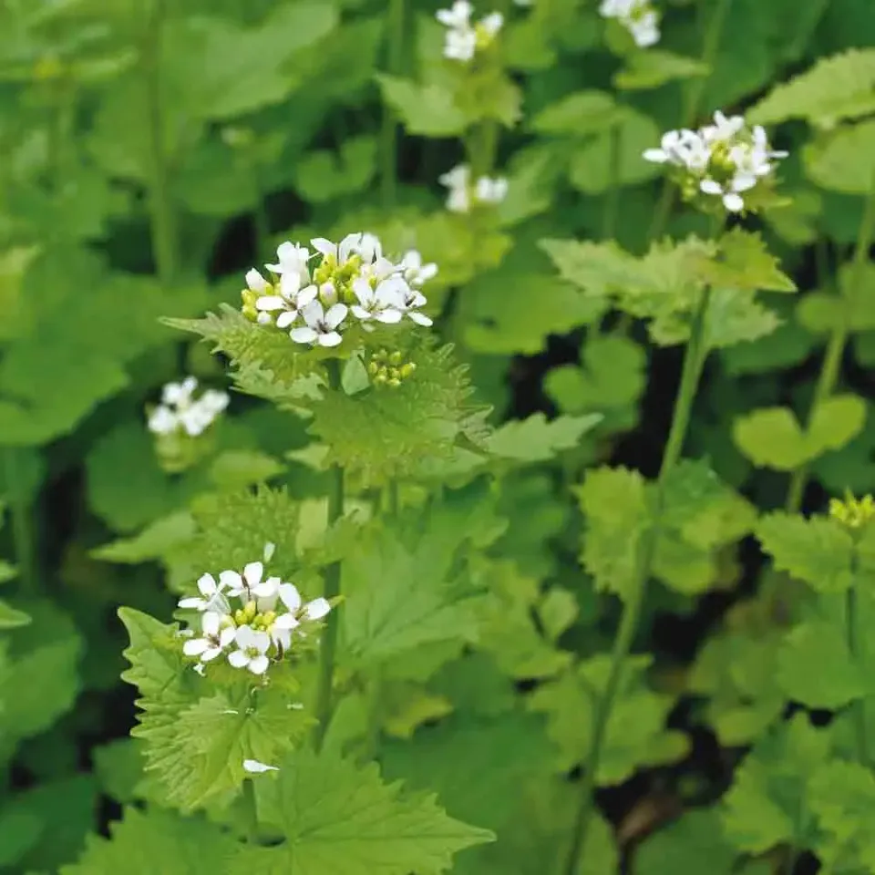 ferme-de-sainte-marthe-alliaire-officinale-ab-graines-de-fleurs-bio image 1